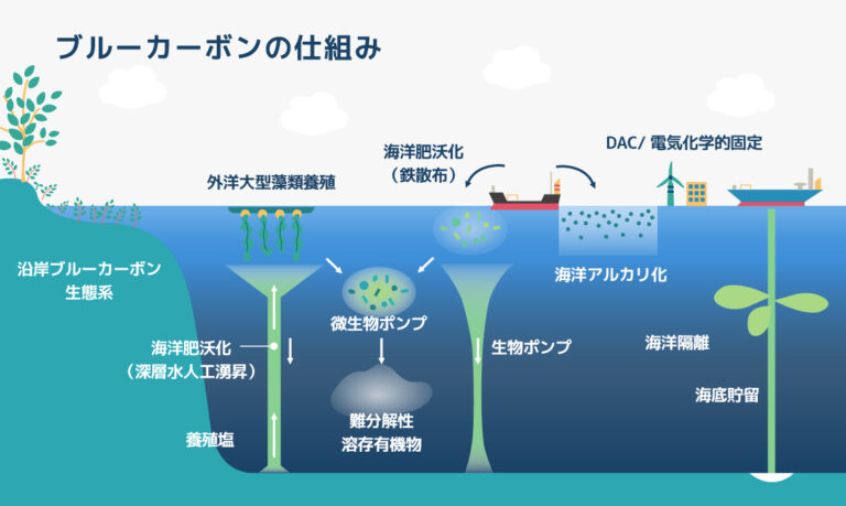 ブルーカーボンの仕組み